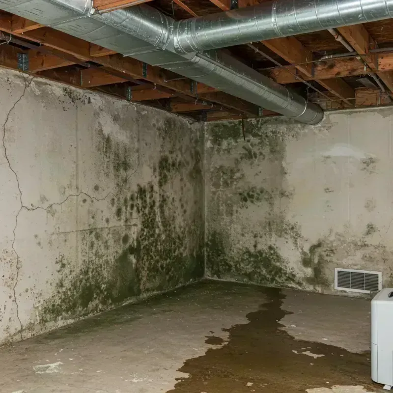 Professional Mold Removal in Crawfordville, FL